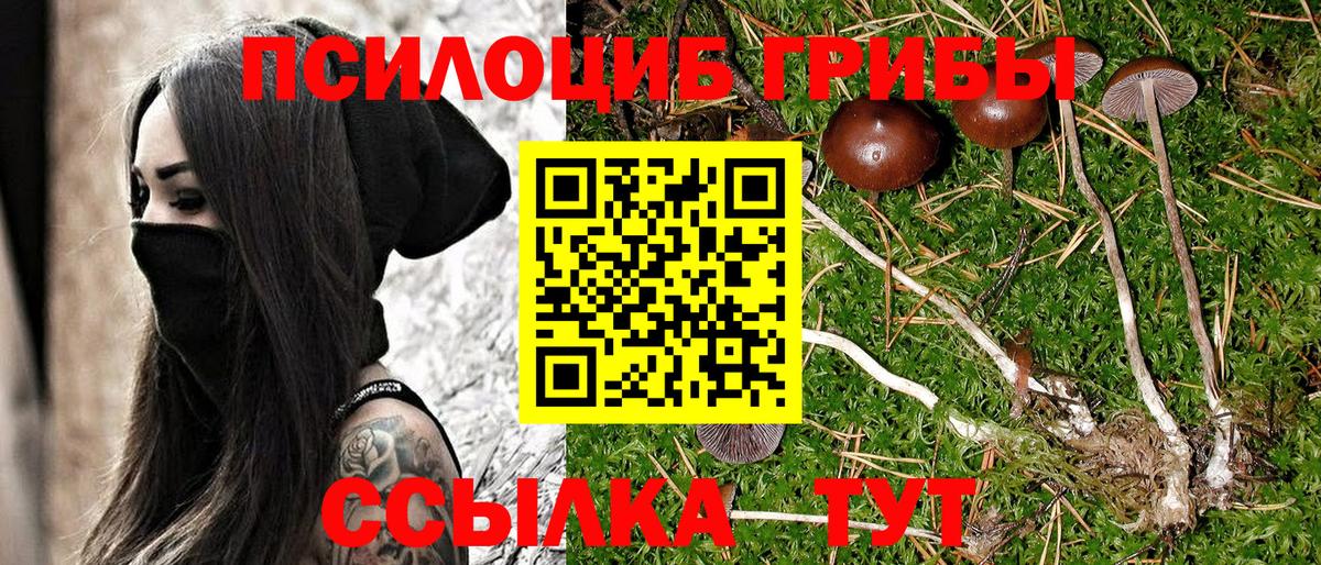 Мурино  закладка  Вход с VPN  Псилоцибиновые грибы мицелий 